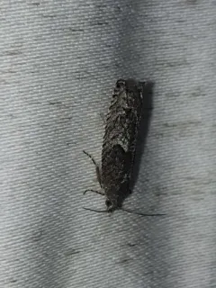Shagbark Hickory Leafroller Moth thumbnail 3