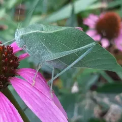 Greater Anglewing thumbnail 2