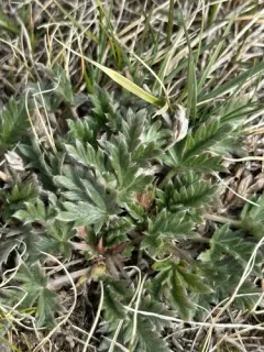 Hudson's cinquefoil thumbnail 2