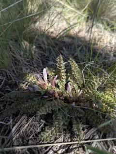 Dwarf Lousewort thumbnail 3