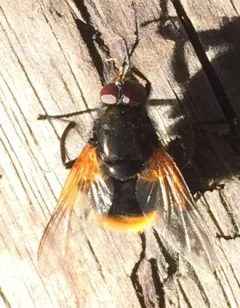 Mesembrina decipiens thumbnail 2