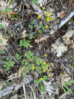Kellogg's umbrellawort thumbnail 3