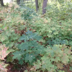 Norway maple thumbnail 2