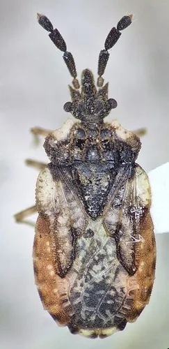 pale-shouldered flatbug
