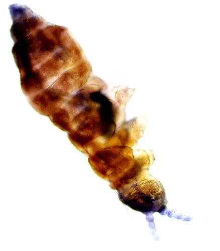 Hypogastrura purpurescens