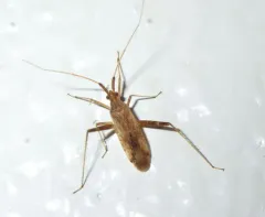 Phytocoris pallidicornis thumbnail 4