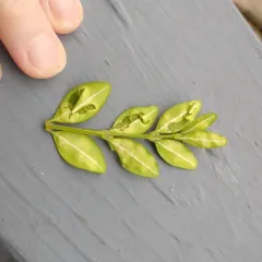 Boxwood Gall Midge thumbnail 4