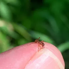 European fire ant thumbnail 3