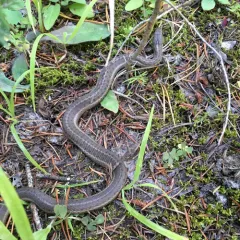 Western Terrestrial Garter Snake thumbnail 2