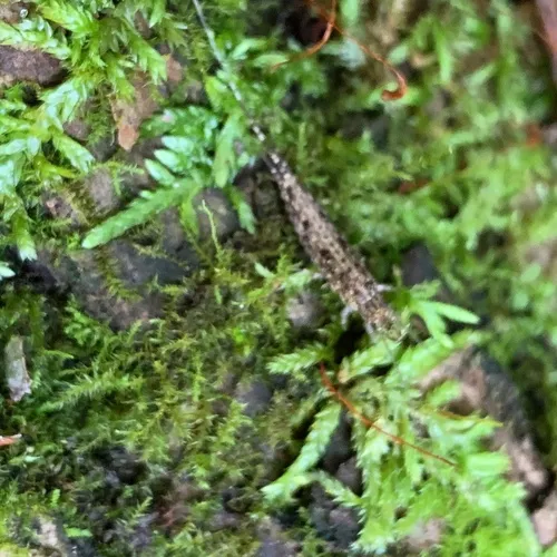 Pedetontus saltator