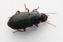 Harpalus herbivagus thumbnail 2