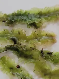 Large Greasewort thumbnail 1