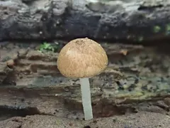 Cystoagaricus subamarus thumbnail 2