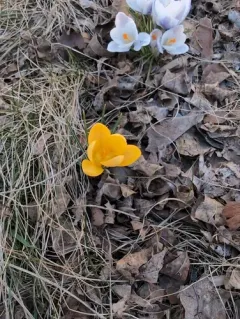 Snow Crocus thumbnail 4