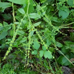 virginia stickseed thumbnail 2