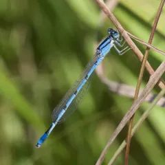 Familiar Bluet thumbnail 2