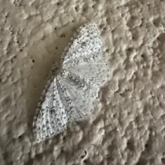 Pearsall's Carpet Moth thumbnail 4