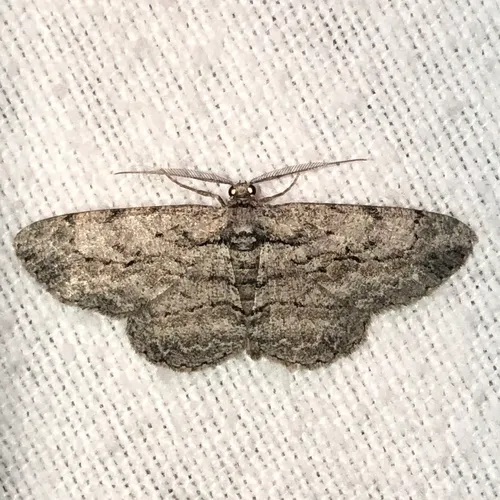 North American Common Gray