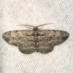 North American Common Gray thumbnail 1
