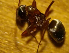 Pacific Field Ant thumbnail 3