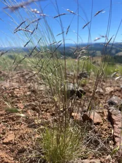 Wallowa needlegrass thumbnail 4