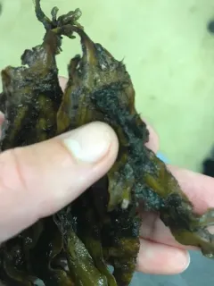 Elachista fucicola thumbnail 2