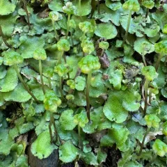 Hemisphaeric Liverwort thumbnail 4
