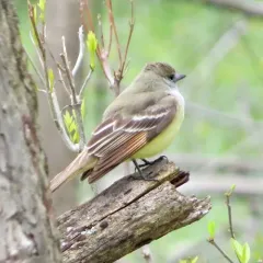Great Crested Flycatcher thumbnail 3