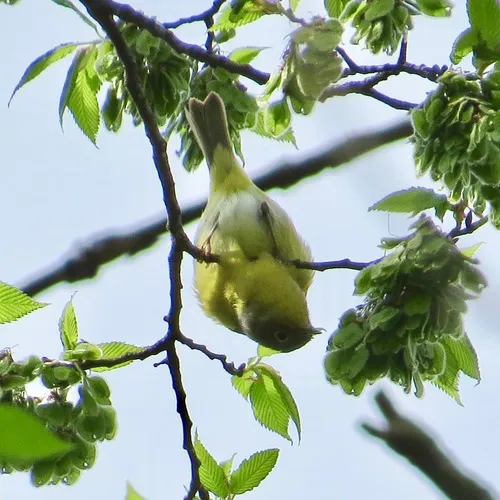 Nashville Warbler