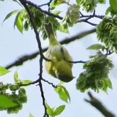 Nashville Warbler thumbnail 1