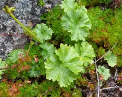 Cooley's Buttercup thumbnail 2
