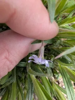 cleft phlox thumbnail 2
