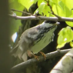 Blackpoll Warbler thumbnail 4