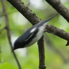 Black-throated Blue Warbler thumbnail 3
