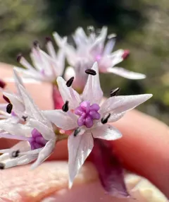 Rock Onion thumbnail 1