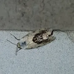Small Bird-dropping Moth thumbnail 2
