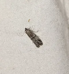 Dusky Raisin Moth thumbnail 2