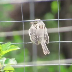 Clay-colored Sparrow thumbnail 3