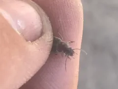 Platynus brunneomarginatus thumbnail 3