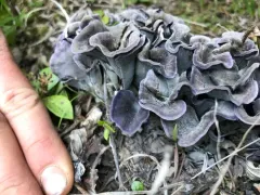Polyozellus atrolazulinus thumbnail 2