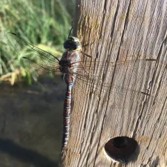 Lake Darner thumbnail 3