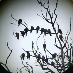 Purple Martin thumbnail 3