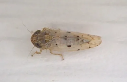 Atanus perspicillatus