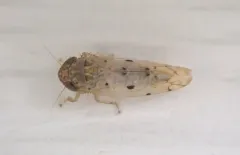 Atanus perspicillatus thumbnail 1