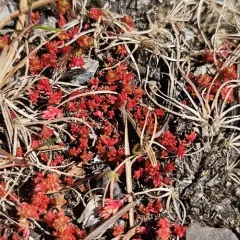 Mossy Stonecrop thumbnail 2