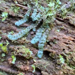Blue Pouchwort thumbnail 4