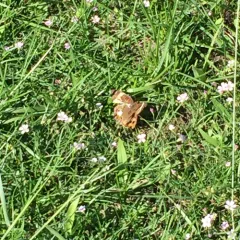 Common Buckeye thumbnail 3