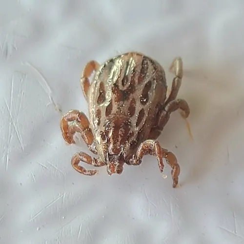Winter tick