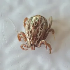Winter tick thumbnail 1