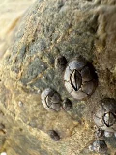 Fragile Barnacle thumbnail 1